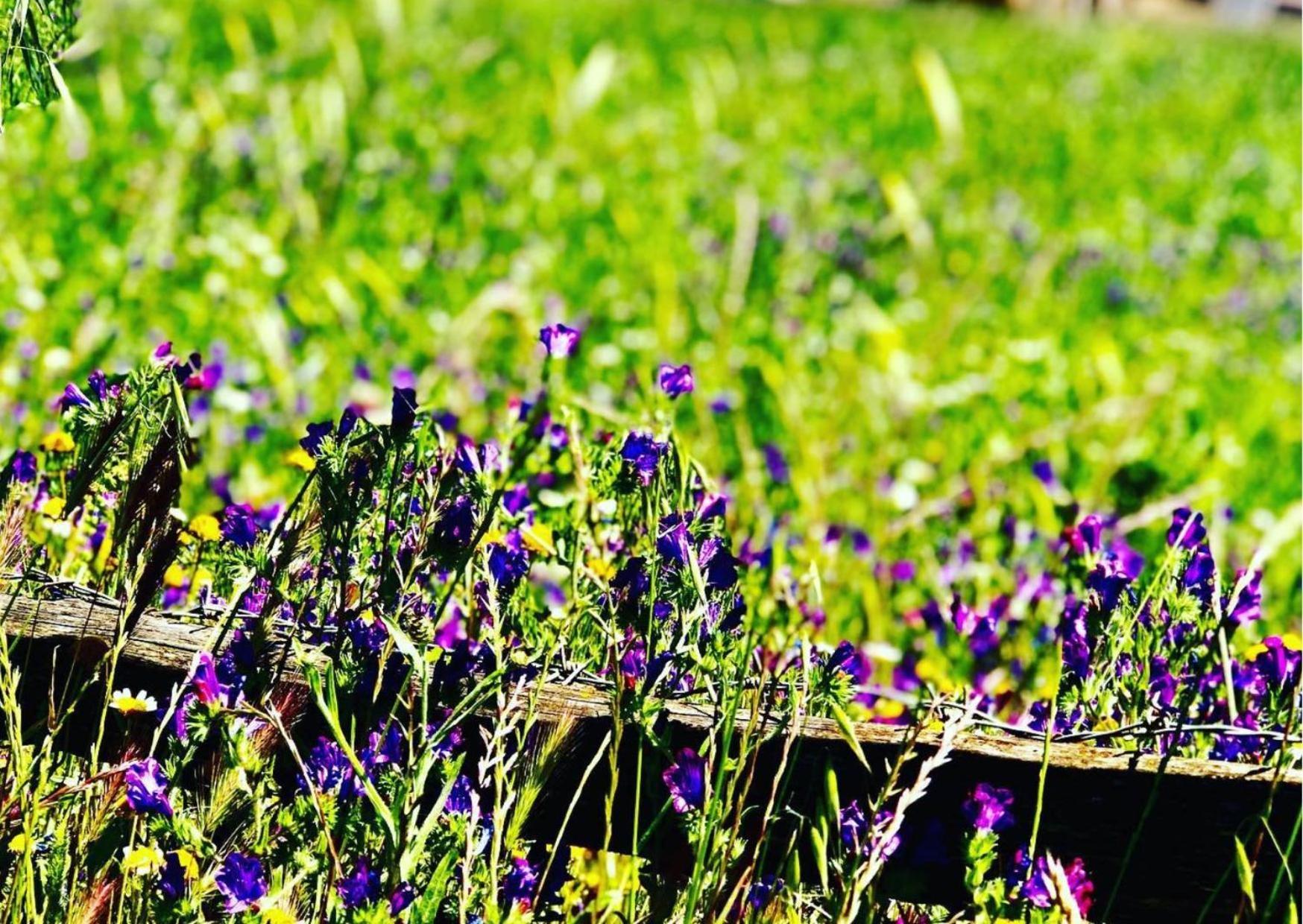 Agriturismo Sa Mandra Casa Minnina Extérieur photo